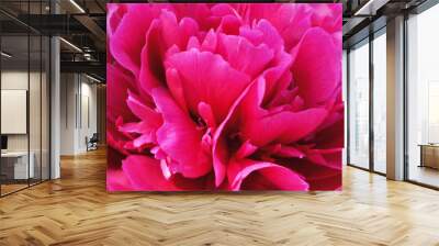 Beautiful crimson peony flower, pink Wall mural