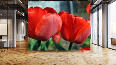 The blooming red tulip in the spring. Wall mural