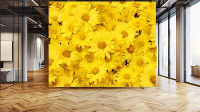 Beautiful dandelion background, yellow flowers is blooming in the garden. Wall mural