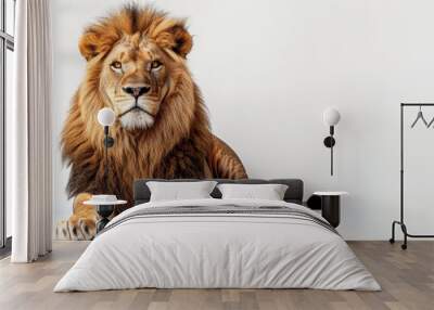 A lion is laying down on a white background Wall mural