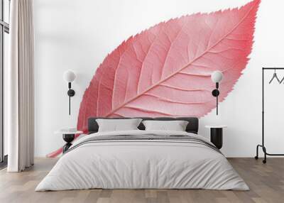 A pink leaf is shown on a white background Wall mural