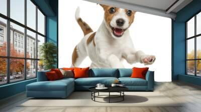 A small brown and white dog is jumping in the air, transparent or white background Wall mural