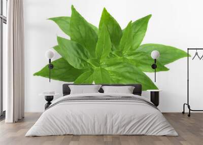 Andrographis paniculata leaf isolated on a white background is a herbal remedy for fever, cutout.. Wall mural