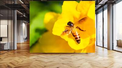 bee on flower Wall mural