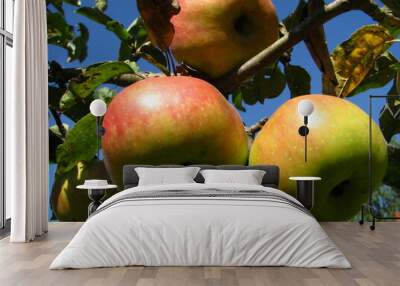 red bright apples on the tree ripe in September harvest against the background of the sky and garden Wall mural