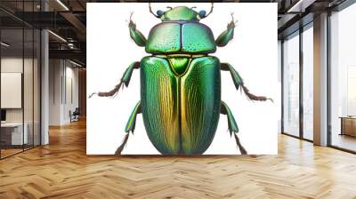 animal10 green june beetle bug insect grub coleopteran fly entomology animal transparent background cutout Wall mural