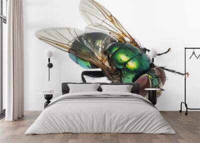 common green bottle fly standing , isolated on transparent background cutout , generative ai Wall mural