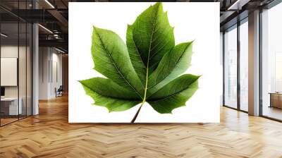 leaf02  leaf leaves plant nature foliage stalk green tree transparent background cutout Wall mural