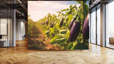 fresh organic eggplant plantations Wall mural