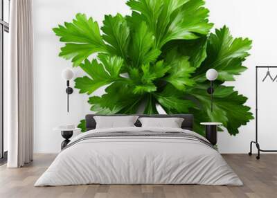 Fresh parsley herb Isolated on transparent background, png, cut out. Wall mural