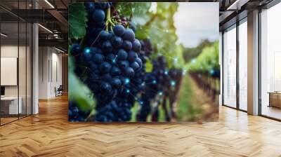 Luscious Grapes in a Vineyard Landscape Wall mural