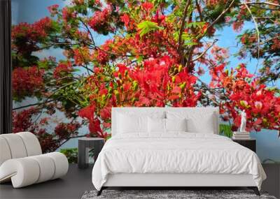 Close up of flamboyant blooming in sunny day at Mekong Delta Vietnam known as Royal poinciana or Mohur tree. Wall mural