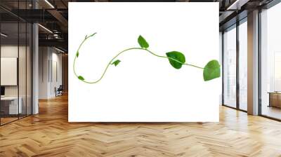 Twisted jungle vines liana plant with heart shaped green leaves isolated on white background, clipping path included. Wall mural