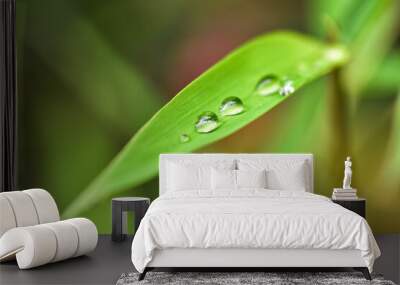 water drop on green bamboo leaf with blurred background Wall mural