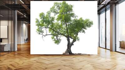 green tree isolated on white background Wall mural