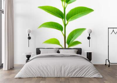 A Small Green Plant Growing in Soil Isolated on Transparent Background Wall mural