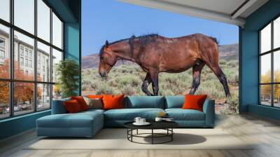 Beautiful Wild Horse in Sand Wash Basin Colorado Wall mural