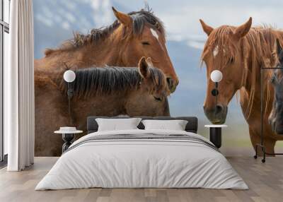 Beautiful Wild Horses i t he Utah Desert in Spring Wall mural