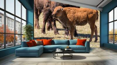 Bison Calf Wall mural