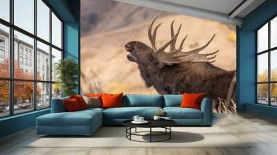 Bull Shiras Moose in the Fall Rut Wall mural