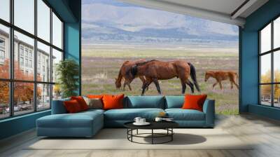 Herd of Wild Horses in the Utah Desert in Spring Wall mural