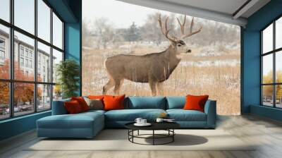 Mule Deer Buck in Snow Wall mural