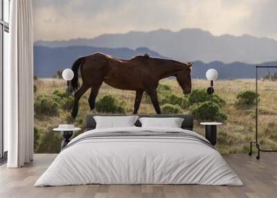 Wild Horse in the Utah Desert Wall mural