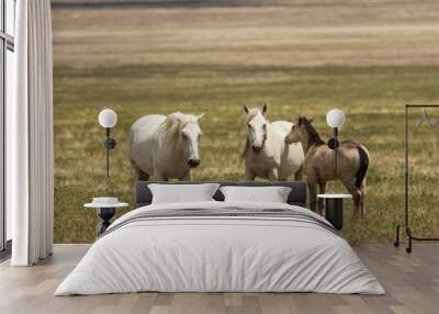 Wild Horses in Utah in Summer Wall mural