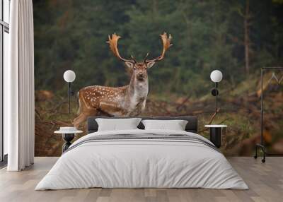 Fallow deer looking at camera Wall mural