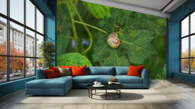 snail Wall mural