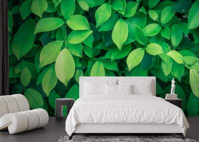 Green leaf on nature backgrounds	 Wall mural