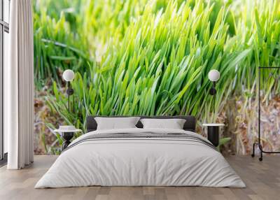 green grass background Wall mural