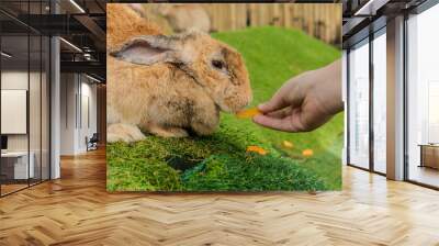 Adorable baby rabbit bunny eating fresh orange carrot sitting on green grass meadow over nature background. Furry rabbit brown, black bunny feeding organic carrot in spring time. Easter animal concept Wall mural