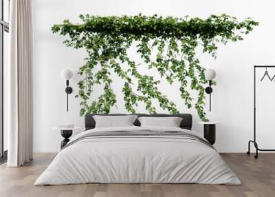 Plant and flower vine green ivy leaves tropic hanging, climbing isolated on transparent background. Wall mural