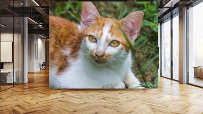 cute cat on nature background Wall mural