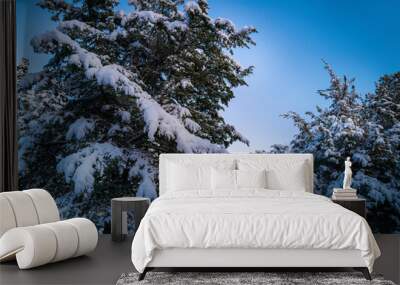 Two large cedar tree tops covered with snow on blue sky background Wall mural