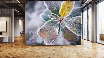 Winter plants are covered with frost. Abstract geometry of Morella caroliniensis or small bayberry foliage in the meadow. Wall mural