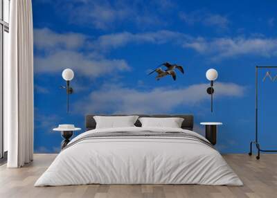 Two seagulls flying over a  blue sky. Wall mural