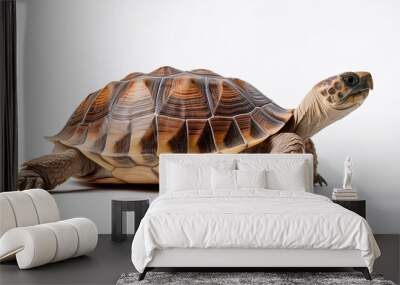 single tortoise on white background Wall mural