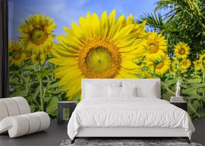 Beautiful sunflowers Wall mural