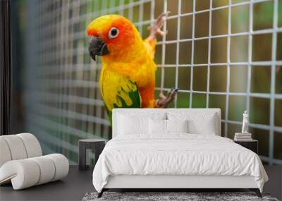 Beautiful colorful sun conure parrot birds on wire mesh Wall mural