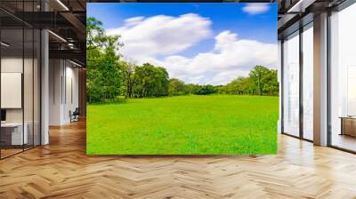 Green tree in a beautiful park garden under blue sky Wall mural