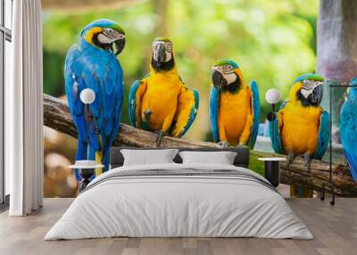 Group of colorful macaw on tree branches Wall mural