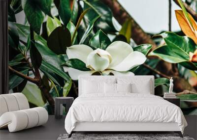 beautiful white Magnolia grandiflora, southern magnolia or bull bay on the tree Wall mural