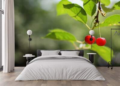 Two ripe delicious cherries on a tree branch Wall mural