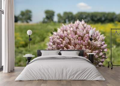 A closeup of the bloom of onion against the blurred landscape Wall mural