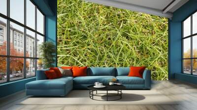 Grass Wall mural