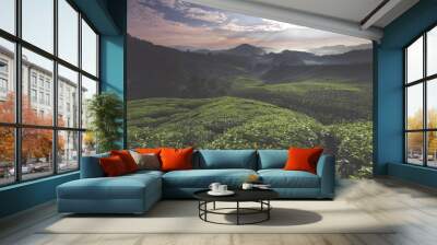 The shot of sunrise over a tea farm during a calm morning. Wall mural