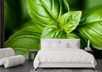 Fresh basil leaves (detail) Wall mural