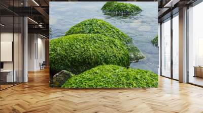 Calm Seascape with algae covered rocks Wall mural